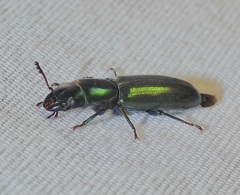 Temnoscheila acuta