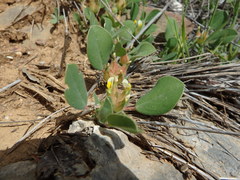 Tripodion tetraphyllum