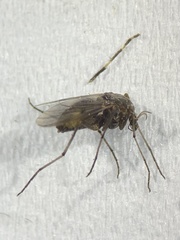 Diptera