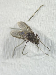 Diptera
