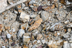 Sphingonotus caerulans