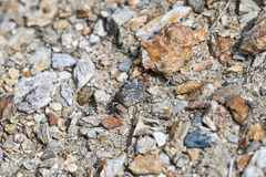 Sphingonotus caerulans