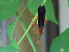 Tmetogaster nubilipennis