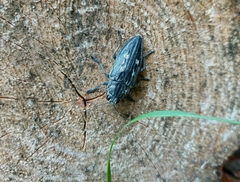 Chalcophora mariana