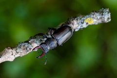 Lucanus cervus cervus