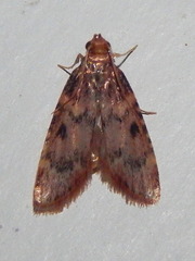 Image of Aglossa disciferalis