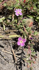 Clarkia davyi