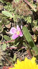 Clarkia davyi