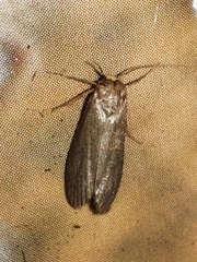 Achroia grisella