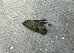 Abablemma brimleyana