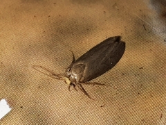 Achroia grisella