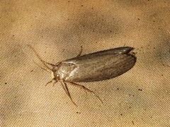 Achroia grisella