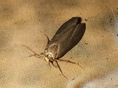 Achroia grisella
