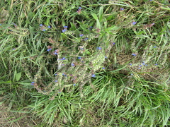 Anchusa procera