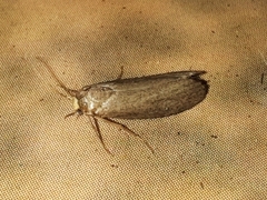 Achroia grisella