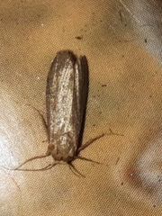Achroia grisella