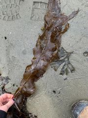 Desmarestia herbacea