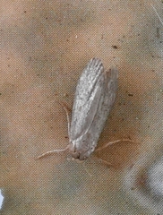 Achroia grisella