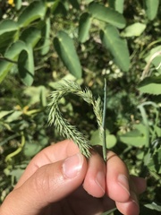 Phleum hirsutum
