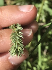 Phleum hirsutum