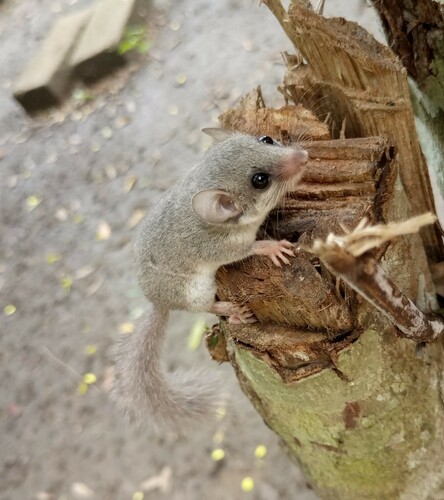 Western Thick-tailed African Dormouse (Graphiurus crassicaudatus) — Data Deficient Mammalia