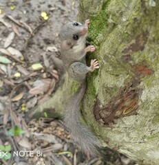 Graphiurus crassicaudatus