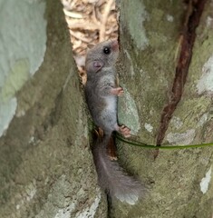 Graphiurus crassicaudatus