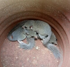 Graphiurus crassicaudatus