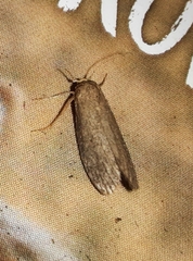 Achroia grisella