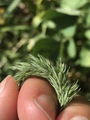 Phleum hirsutum