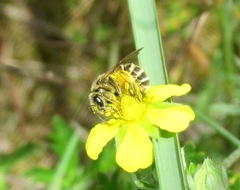 Halictus leucaheneus