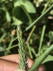 Phleum hirsutum