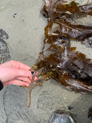 Desmarestia herbacea