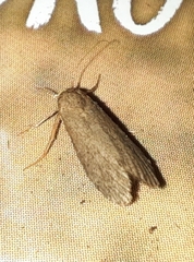 Achroia grisella