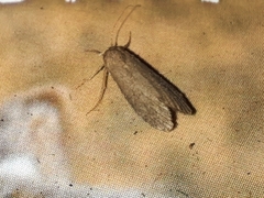 Achroia grisella