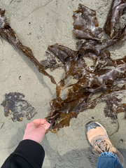 Desmarestia herbacea