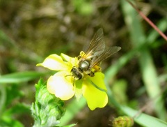 Halictus leucaheneus