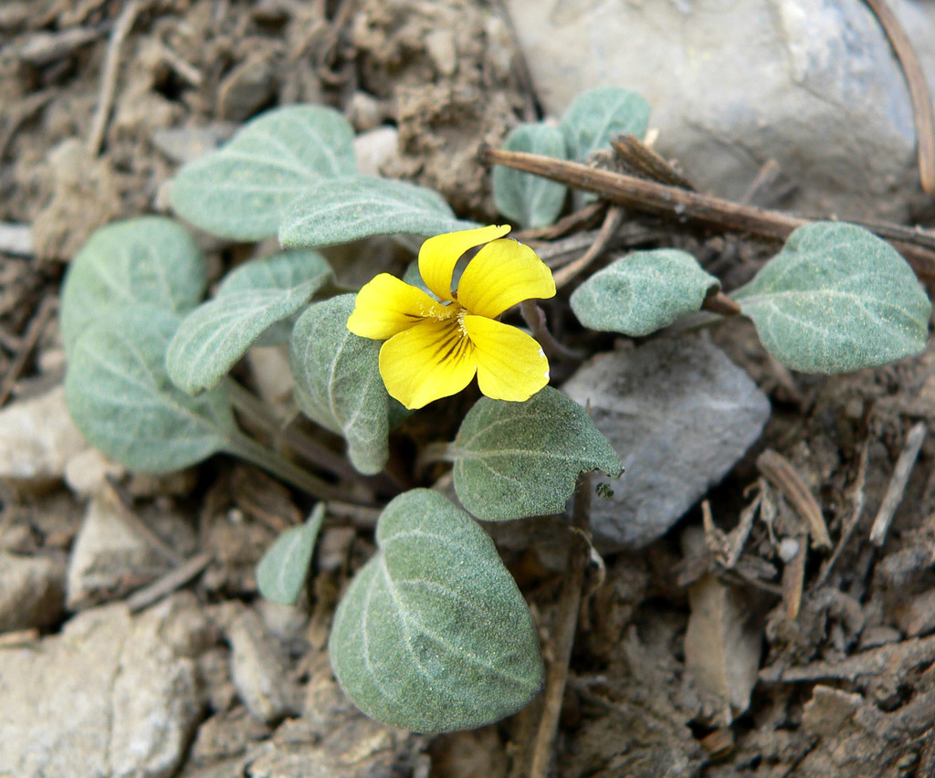 Charleston Violet (Threatened and Endangered Plant Species of Zion