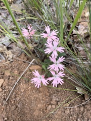 Silene hookeri