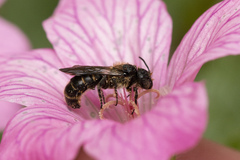 Chelostoma rapunculi