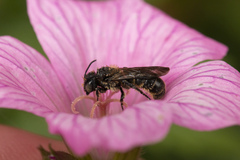 Chelostoma rapunculi