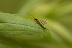 Tromatobia lineatoria