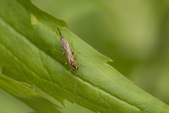 Tromatobia lineatoria