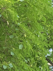Juglans × intermedia