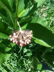 Asclepias syriaca