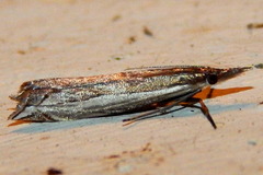 Raphiptera argillaceellus image