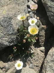 Ranunculus glacialis glacialis