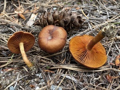 Cortinarius thiersii