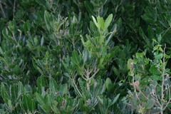 Allophylus natalensis