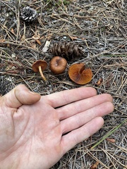 Cortinarius thiersii